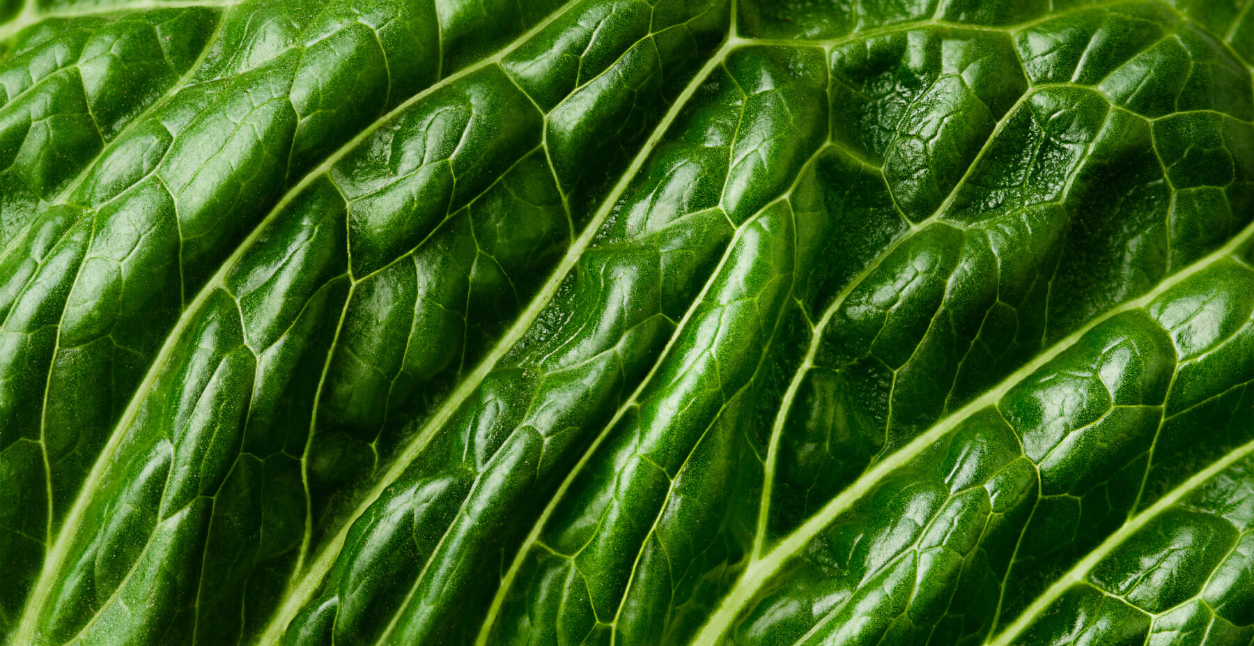 Close-up view of a vibrant green leaf showing intricate vein details and natural texture.